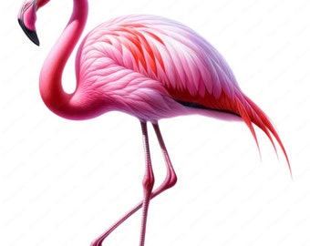Elegant Flamingo Clipart Bundle | Tropical Bird Art (Digital Download)