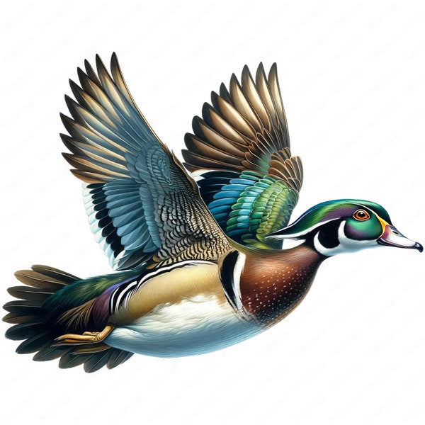 Wood Duck Clipart | Clipart Bundle | 10 Stunning Images | Waterfowl Art | Crafts | Apparel | Digital Prints | Commercial Use