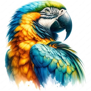 Clipart pappagallo ara / 10 disegni di alta qualità / Uccelli tropicali / Illustrazioni colorate / Stampe digitali / Uso commerciale
