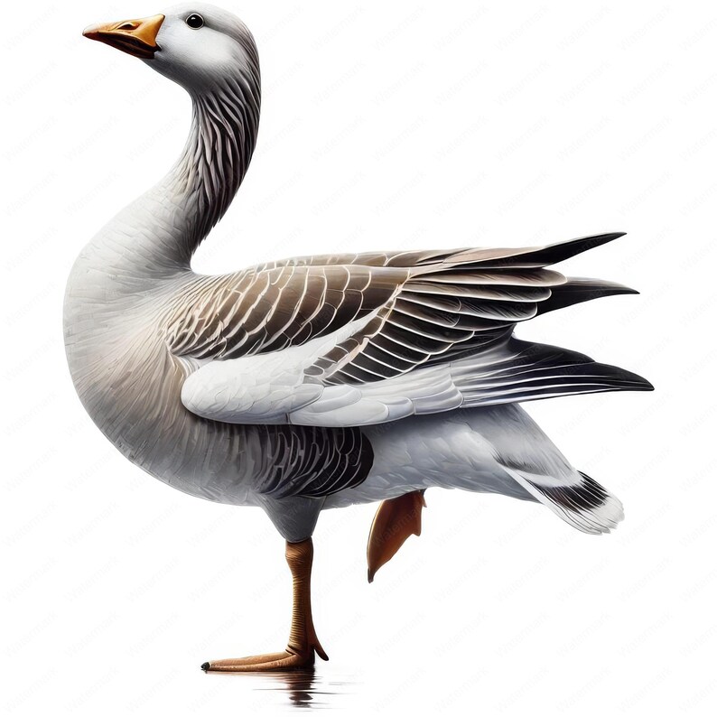 Realistic Goose Clipart Bundle | Wildlife Art (digital Download) - Etsy