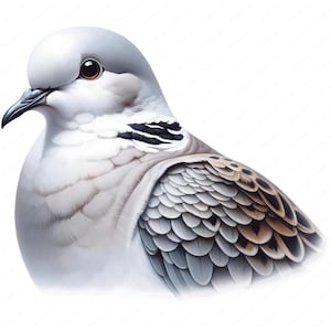 Clipart tortelduif | Vreedzame tortelduif clipartbundel | 10 hoogwaardige ontwerpen | Vogelobservatiekunst | Afdrukbare items | Commercieel gebruik