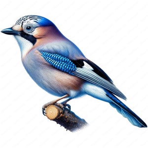 Clipart de geai | Lot de cliparts Geai Bird vibrant | 10 modèles de haute qualité | Art ornithologique | Imprimables | Utilisation commerciale