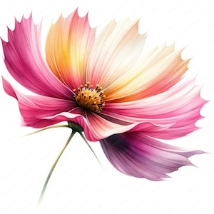 Elegante flor clipart / paquete de imágenes prediseñadas 6 / 10 diseños de alta calidad / arte de pared / artesanía de papel / ropa / impresiones digitales / uso comercial