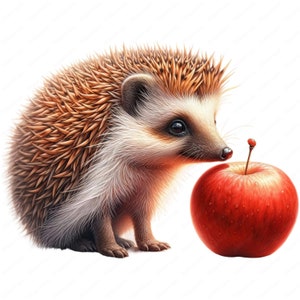 May include: A small brown and white hedgehog with a red apple in front of it. The hedgehog is looking at the apple with its nose touching it.