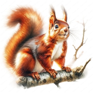 May include: A detailed illustration of a squirrel perched on a tree branch. The squirrel has reddish-brown fur with a fluffy tail and a white patch on its chest. It is smiling, with its eyes open. The branch is a light brown color.
