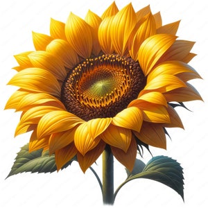 Clipart tournesol | Lot de cliparts tournesols éclatants | 10 modèles de haute qualité | Art floral | Imprimables | Utilisation commerciale