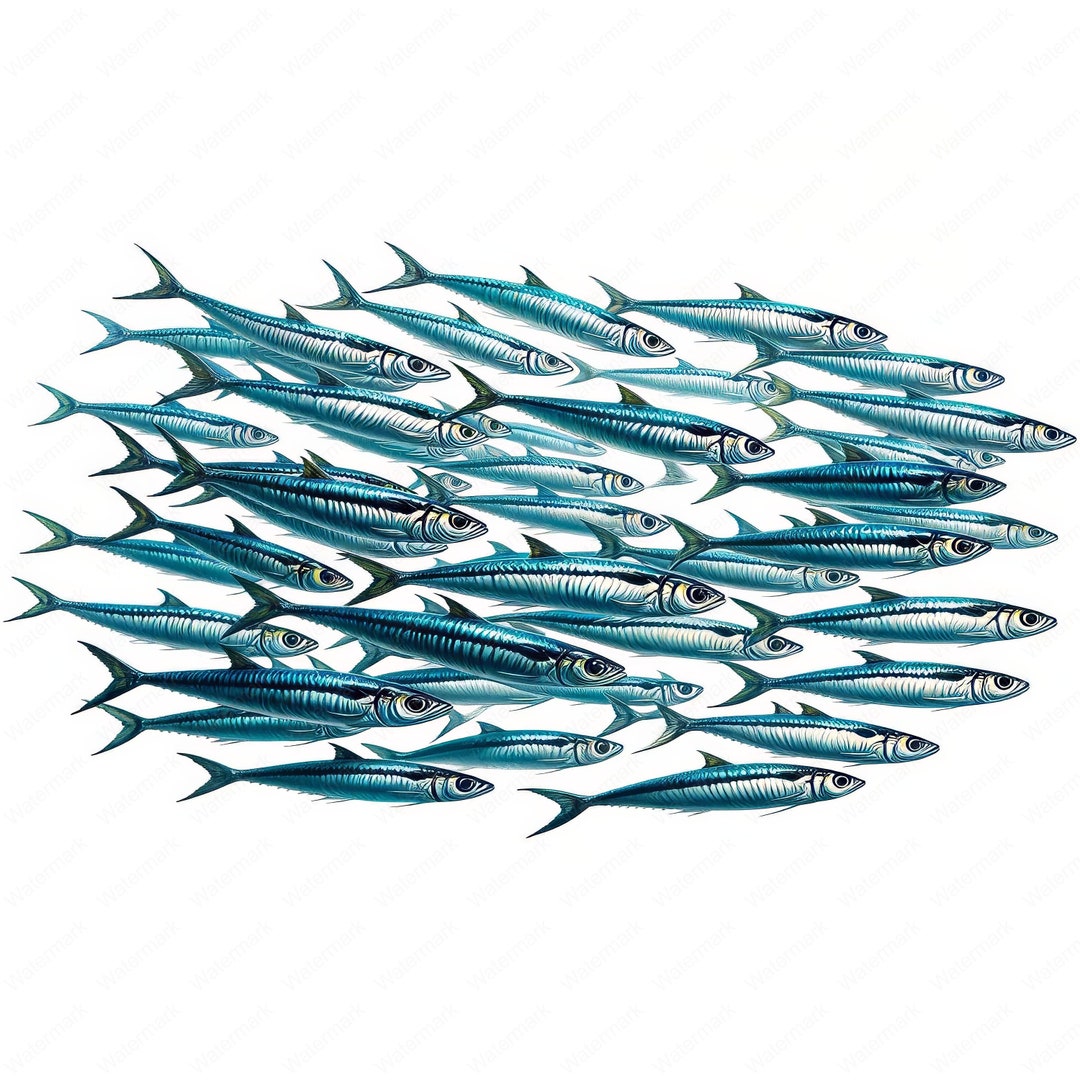 Sardine Clipart Detailed Sardine Clipart Bundle 10 Highquality Designs Marine Life Art