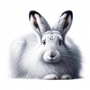 Arctic Hare Clipart Bundle: Wildlife Art Printables (Commercial Use) (Digital Download)