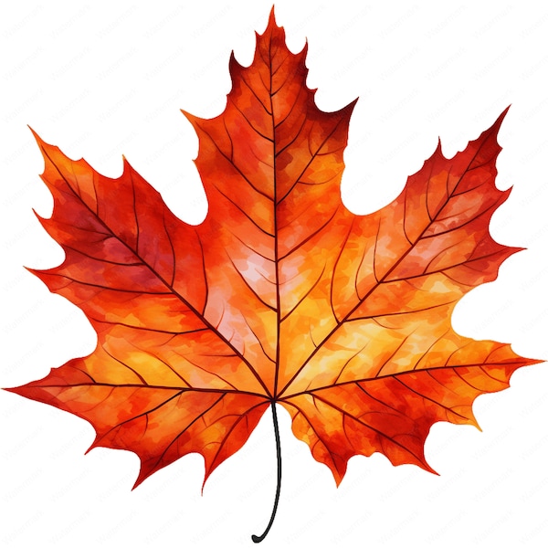 Maple Leaf Clipart | 10 High-Quality PNG | Wall Art | Paper Craft | Apparel | Junk Journals | Digital Prints | Commercial Use