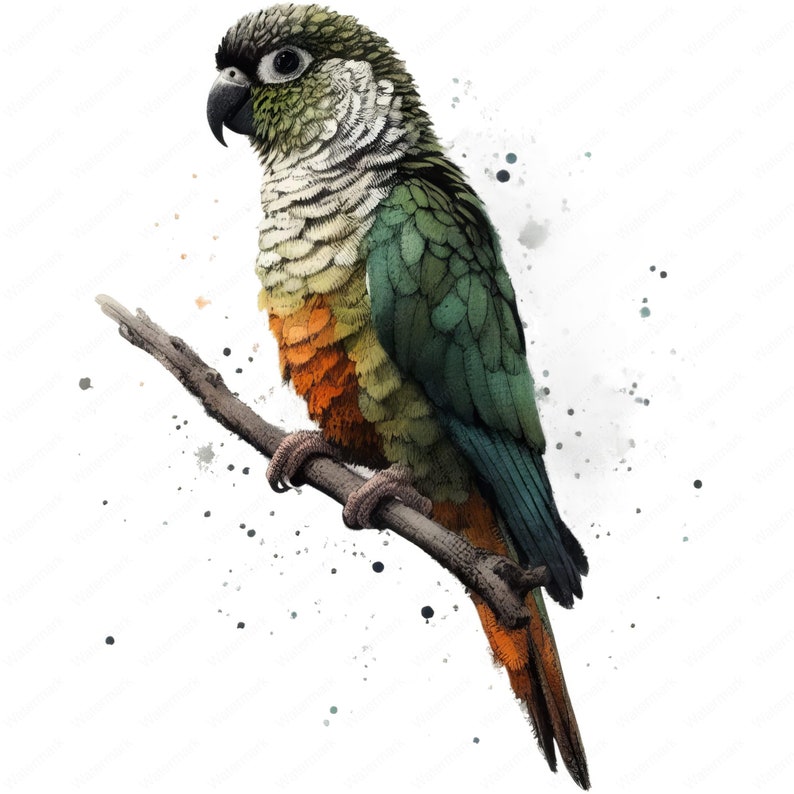 Vibrant Conure Clipart Bundle: Tropical Bird Art (digital Download) - Etsy