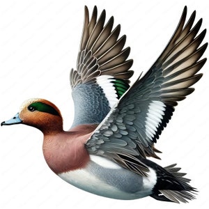 Clipart canard canard | Lot de cliparts canards gracieux | 10 modèles de haute qualité | Art de la sauvagine | Imprimables | Utilisation commerciale