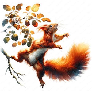 May include: Watercolor illustration of a red squirrel leaping from a tree branch. The squirrel has a fluffy tail and is surrounded by autumn leaves in shades of orange and brown. The background is white.