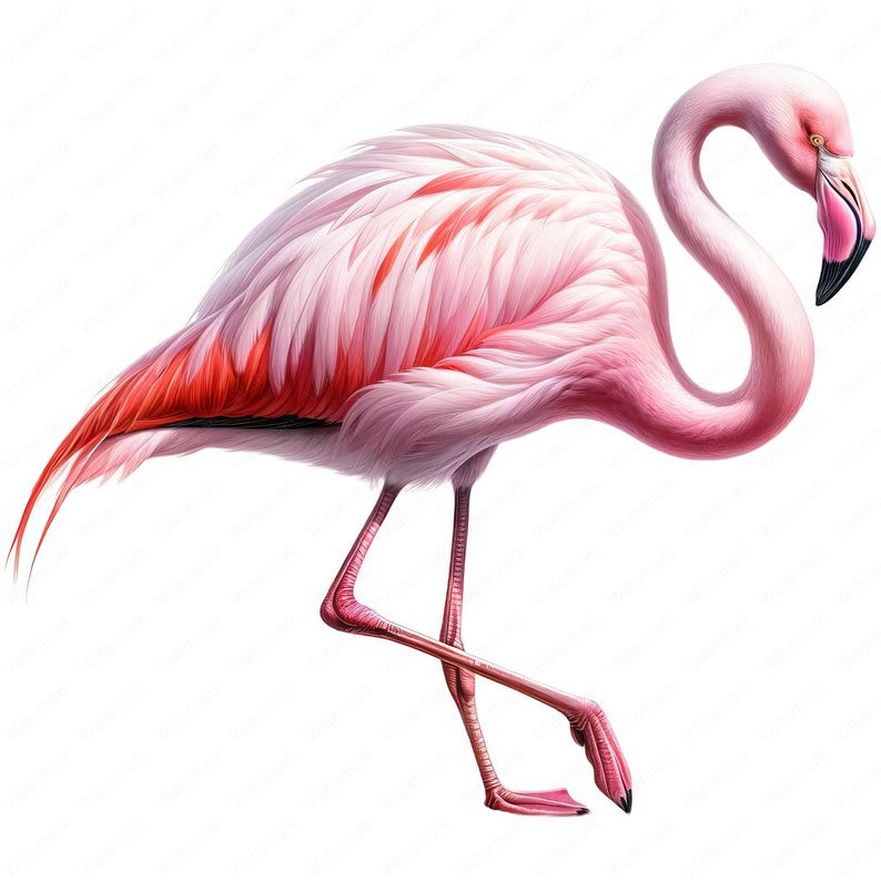 K&ouml;nnte beinhalten: Ein rosafarbener Flamingo mit einem langen, gebogenen Hals und langen, d&uuml;nnen Beinen. Der Flamingo steht auf einem Bein und hat den Kopf nach unten geneigt. Der Flamingo hat rosafarbene Federn mit roten Akzenten.