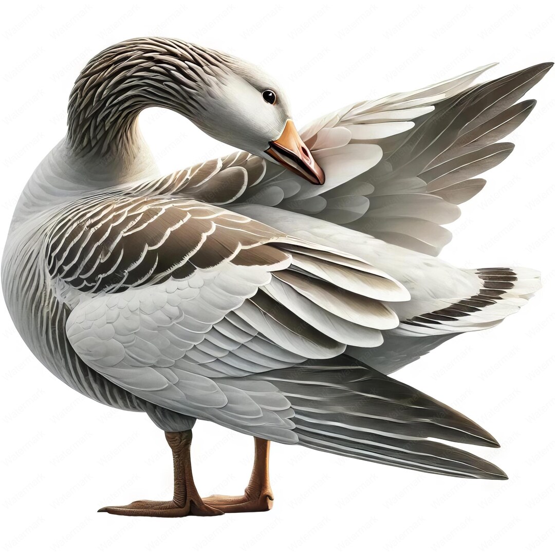 Goose Clipart Realistic Goose Clipart Bundle 10 High quality