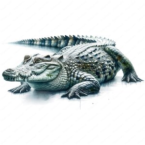 May include: A large, green crocodile with a textured, scaly skin is lying on a white background. The crocodile has its mouth slightly open, revealing sharp teeth.