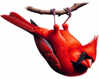 Vibrant Red Cardinal Bird Clipart | Nature Art Prints (Digital Download)