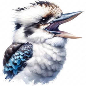 Kookaburra Clipart | Adorable Kookaburra Clipart Bundle | 10 High ...