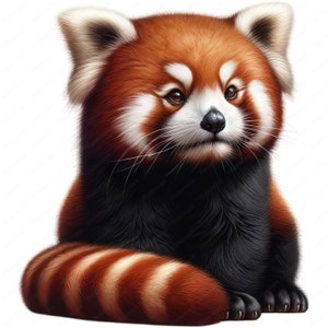 Clipart rode panda | Charmante rode panda-clipartbundel | 10 hoogwaardige ontwerpen | Dierenkunst uit het bos | Afdrukbare items | Commercieel gebruik