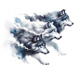 Grey Wolf In Snow, Rocky Mountains, Montana Print. Art Prints, Posters & Puzzles From Ardea
