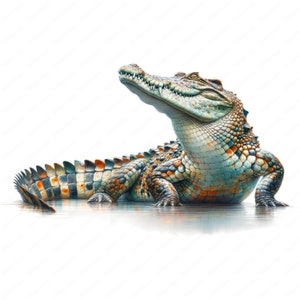 May include: A large crocodile with a green, brown, and black patterned skin is lying on its belly with its head raised and looking to the right. The crocodile is in a shallow body of water with a white background.