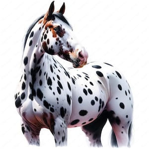 Clipart Appaloosa | Superbe lot de cliparts Appaloosa | 10 modèles de haute qualité | Art de race de cheval | Imprimables | Utilisation commerciale
