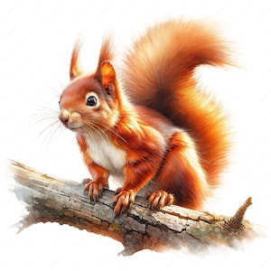 Clipart écureuil roux | Lot de cliparts écureuil roux vibrant | 10 modèles de haute qualité | Art animalier | Imprimables | Utilisation commerciale