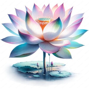 May include: A white lotus flower with pink and blue hues, blooming in a pond with green lily pads. The flower has a yellow center and is surrounded by water droplets.