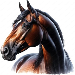 Clipart de cheval de selle américain | Lot de cliparts élégants chevaux de selle américains | 10 modèles de haute qualité | Art cheval | Imprimables | Utilisation commerciale