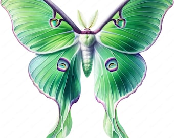 May include: A green luna moth with large, iridescent eyespots on its wings. The moth has a white body and long, slender antennae.