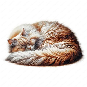 Könnte beinhalten: Eine flauschige, langhaarige Katze, die sich zu einer Kugel zusammengerollt hat und fest schläft. Die Katze hat weißes und orangefarbenes Fell und einen sanften, lieblichen Gesichtsausdruck.