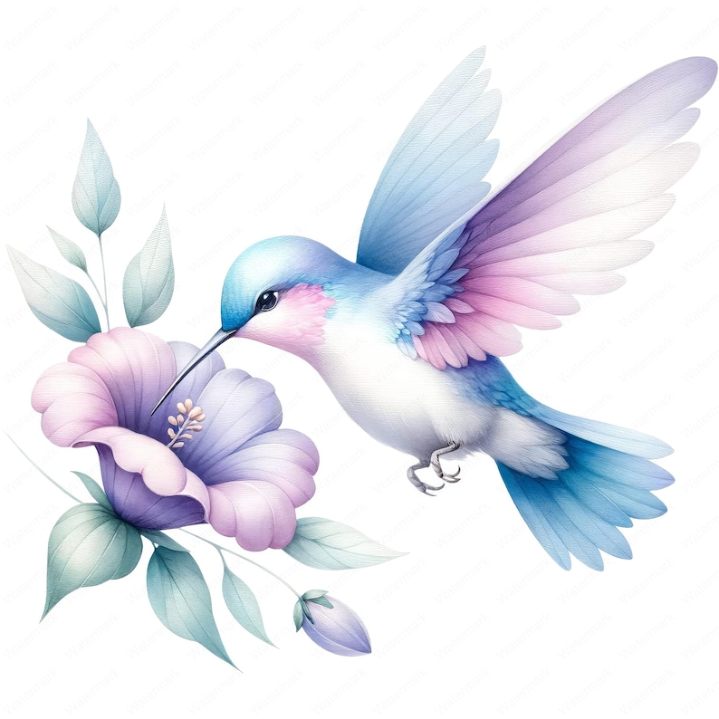 May include: A watercolor painting of a hummingbird with blue and pink wings, hovering near a purple flower with green leaves.