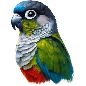 Puede incluir: Un loro verde y azul con cabeza negra y pecho rojo. El loro tiene un anillo blanco alrededor del ojo.