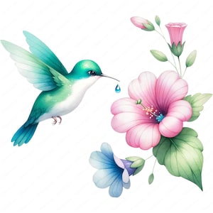 May include: A watercolor painting of a hummingbird with green and blue feathers, drinking nectar from a pink hibiscus flower. The hummingbird is in flight and has a drop of nectar hanging from its beak. The hibiscus flower has a yellow center and is surrounded by green leaves.