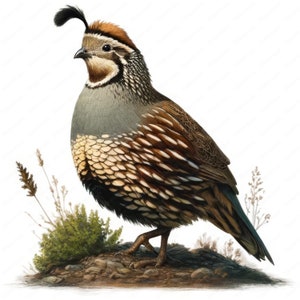May include: A brown, grey and white California Quail with a black crest stands on a rocky surface with brown and green plants.