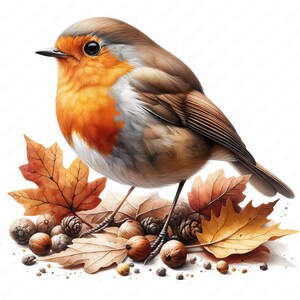 Clipart rouge-gorge | Lot de cliparts Charmant rouge-gorge | 10 modèles de haute qualité | Art d'oiseau | Imprimables | Utilisation commerciale