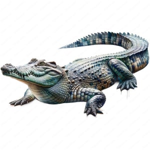 May include: A large, green crocodile with a textured, scaly skin. The crocodile is lying on its belly with its head raised and its mouth closed. The crocodile is on a white background.