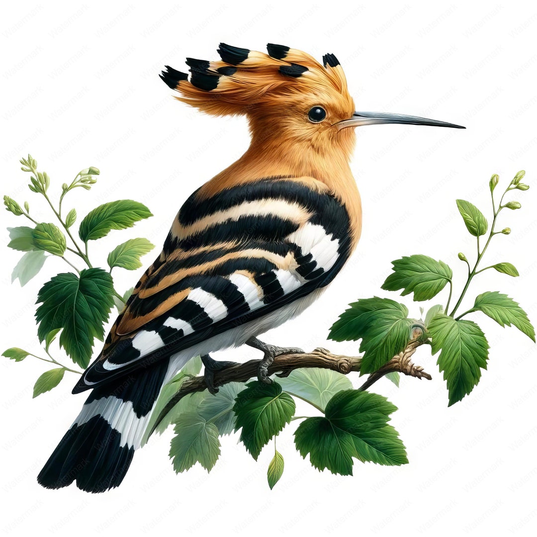 Hoopoe Bird Clipart | Realistic Hoopoe Bird Clipart Bundle | 10 High ...