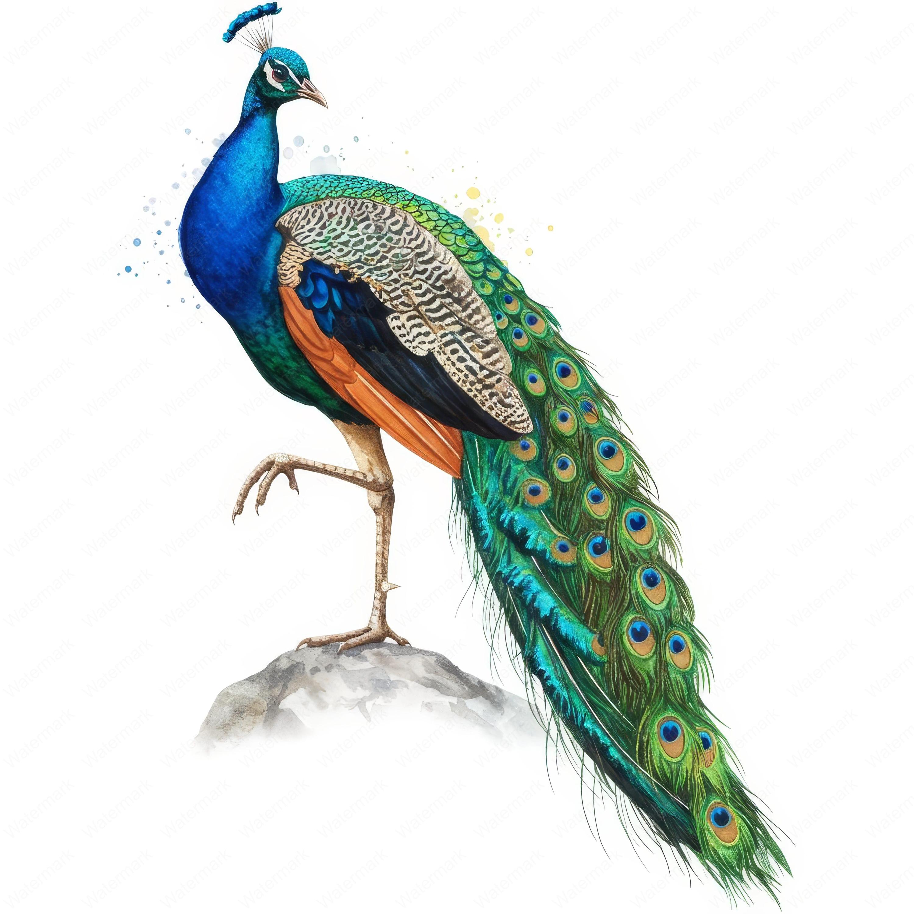 Watercolor Peacock Clipart: Vibrant PNG Bundle, Commercial Use
