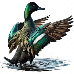 Cayuga-clipart | Elegante Cayuga-clipartbundel | 10 hoogwaardige ontwerpen | Watervogelkunst | Afdrukbare items | Commercieel gebruik