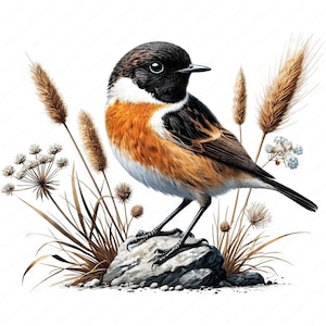 May include: A small brown, black, and white bird with a long tail perched on a gray rock. The bird is surrounded by brown and green grasses and flowers.