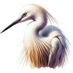 Little Egret Clipart | 10 High-Quality Designs | Wall Art | Paper Craft | Apparel | Junk Journals | Digital Prints | Commercial Use