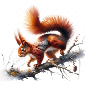 May include: A detailed illustration of a squirrel with reddish-brown fur, a fluffy tail, and long ears. The squirrel is perched on a tree branch with a pine cone, set against a white background. The artwork has a watercolor style.
