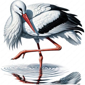 Cigogne blanche gracieuse des cliparts | Lot de cliparts gracieuses cigognes blanches | 10 modèles de haute qualité | Art d'oiseau | Imprimables | Utilisation commerciale