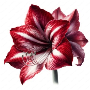 Elegante Blumen Clipart | Clipart-Bundle 5 | 10 hochwertige Designs | Wandkunst | Papiermodelle | Bekleidung | Digitale Drucke | Kommerzielle Nutzung