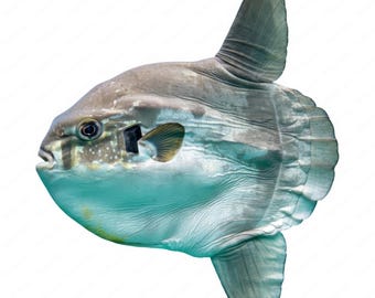 Ocean Sunfish Clipart Bundle: Realistic Marine Life Art (Digital Download)