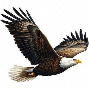 Flying Bald Eagle Clipart | Majestic Bald Eagle Clipart Bundle | 10 ...