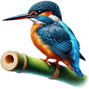 IJsvogel-clipart | Clipartbundel | 10 prachtige ontwerpen | Vogelkunst | Knutselen | Kleding | Digitale afdrukken | Commercieel gebruik