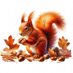 May include: A detailed illustration of a red squirrel holding an acorn, surrounded by autumn leaves, pine cones, and more acorns. The squirrel has a fluffy tail and is set against a white background, evoking a fall theme.