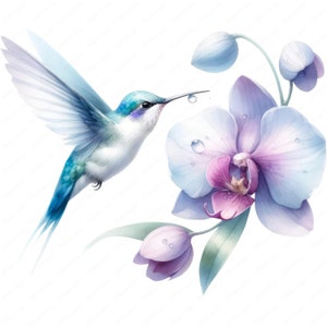 Imágenes prediseñadas de colibríes / Paquete de imágenes prediseñadas de colibríes vibrantes / 10 diseños de alta calidad / Arte de aves / Imprimibles / Uso comercial