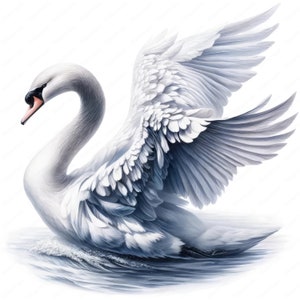 Schwan Clipart | Elegantes Schwan Clipart Bundle | 10 hochwertige Designs | Vogel Kunst | Drucksachen | Kommerzielle Nutzung